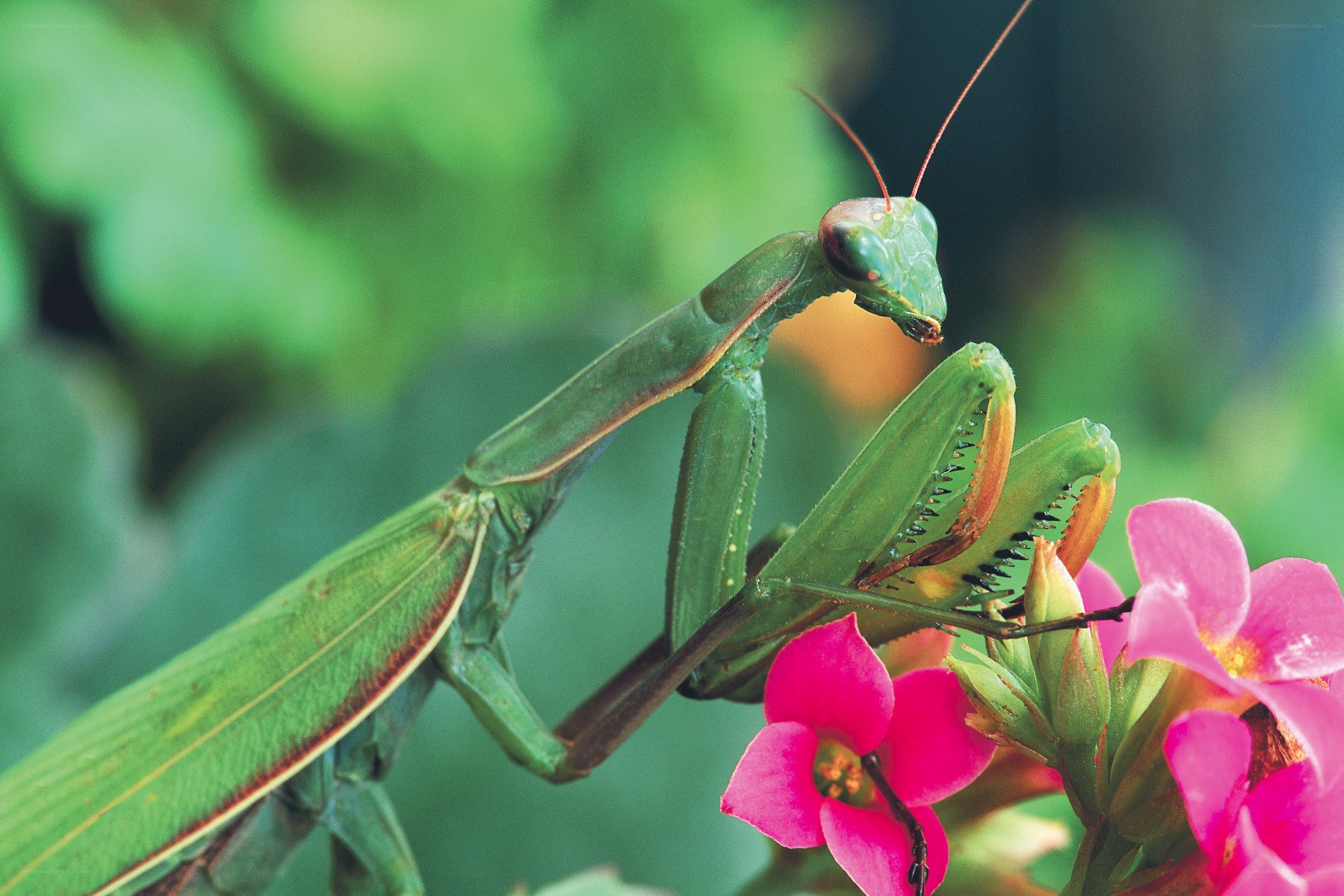 Green praying mantis on flowers