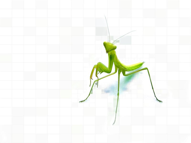 Green praying mantis on grid