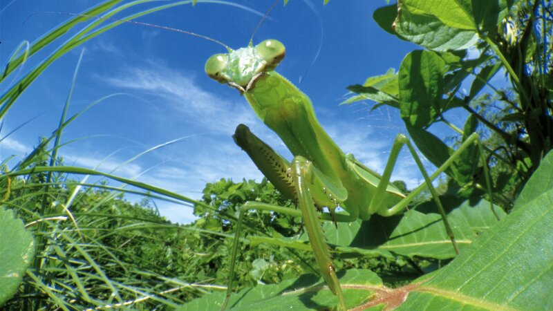 Green praying mantis on leaf