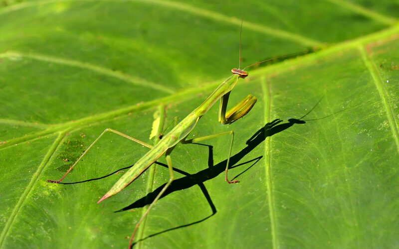 Green praying mantis on leaf