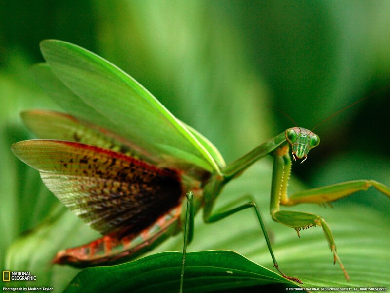 green praying mantis on leaf