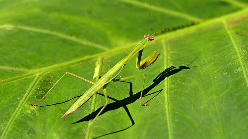 Green praying mantis on leaf