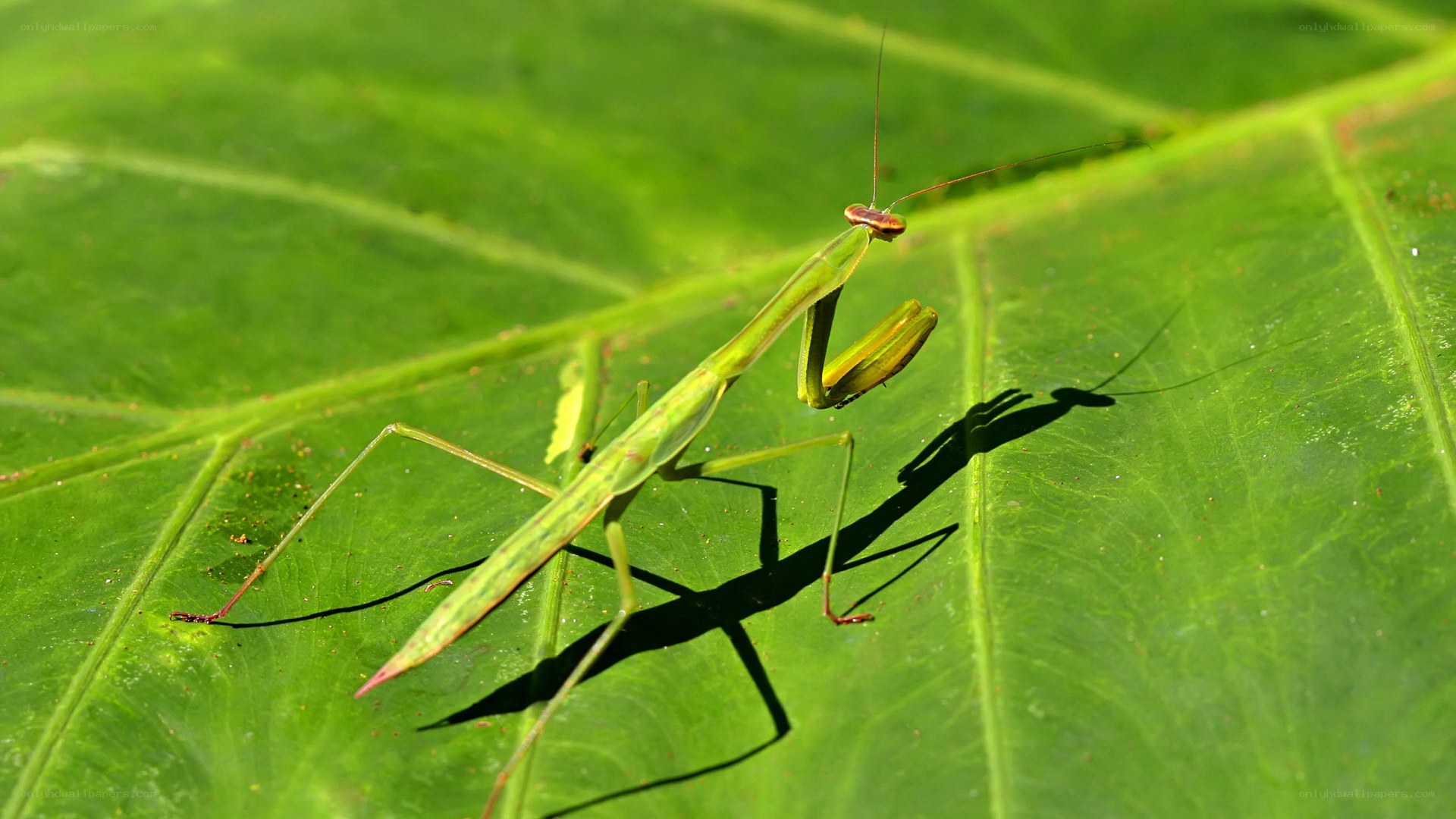 Green praying mantis on leaf