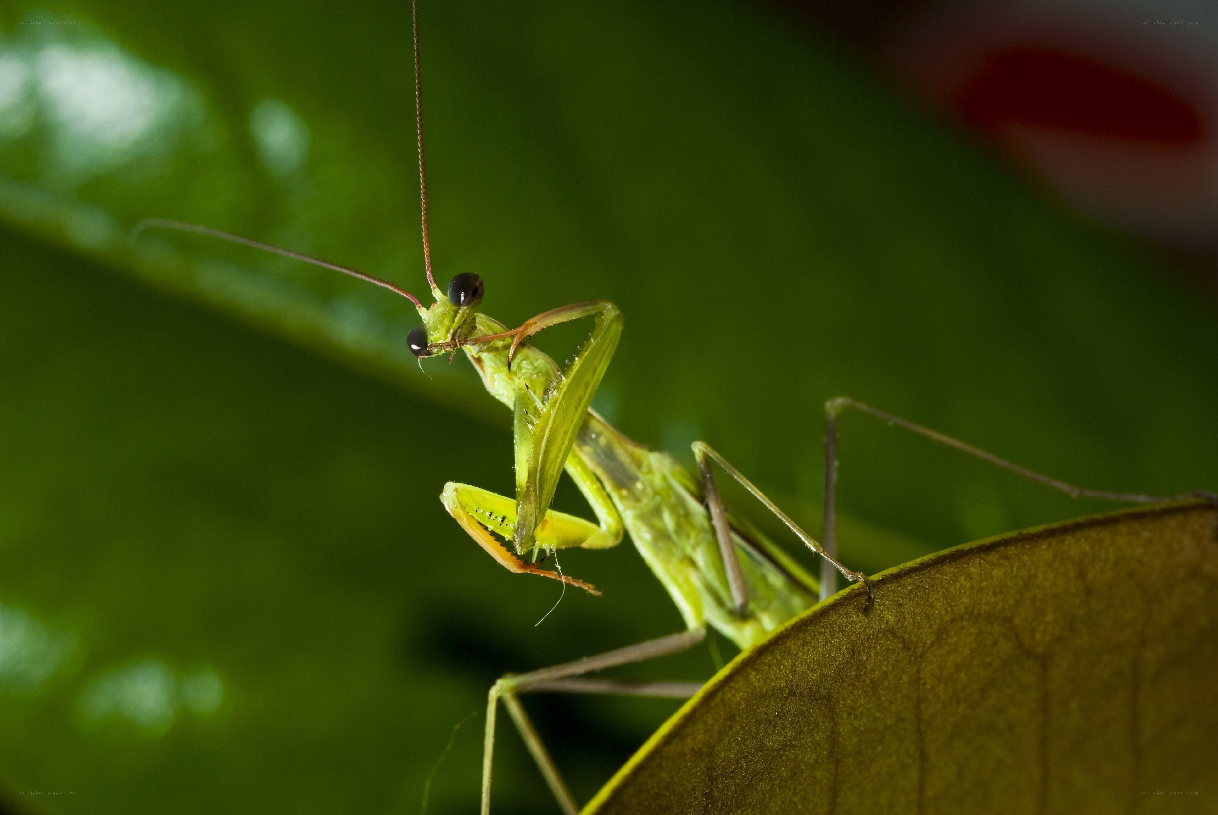 Green praying mantis on leaf