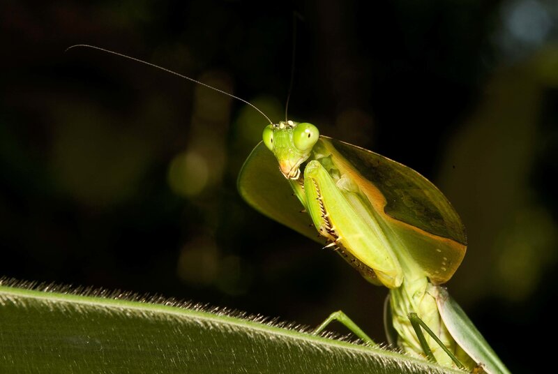 Green praying mantis on leaf