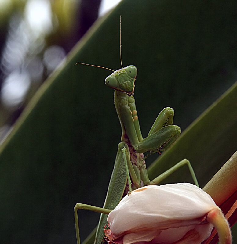Green praying mantis on leaf