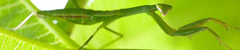 Green praying mantis on leaf