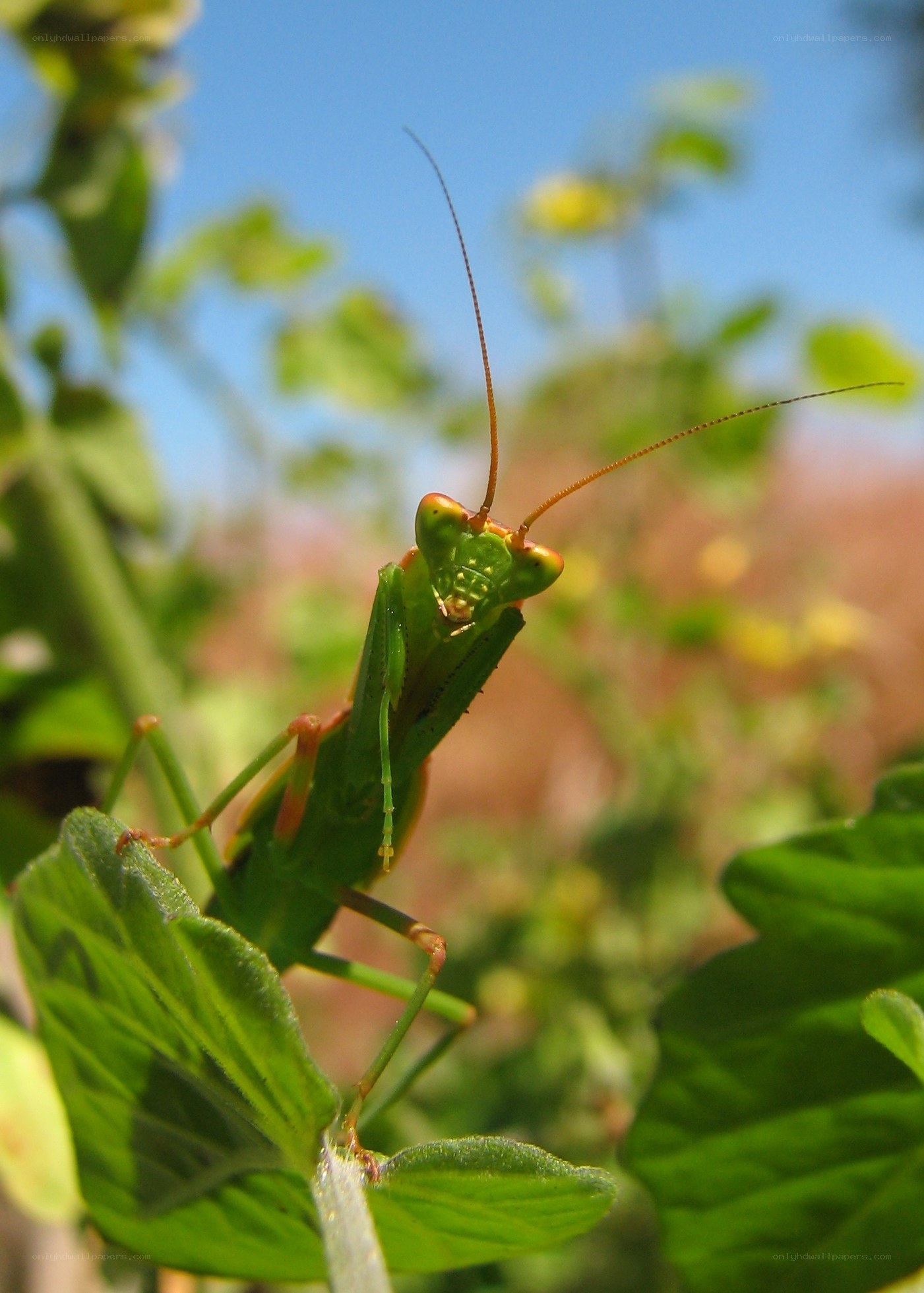Green praying mantis on leaf