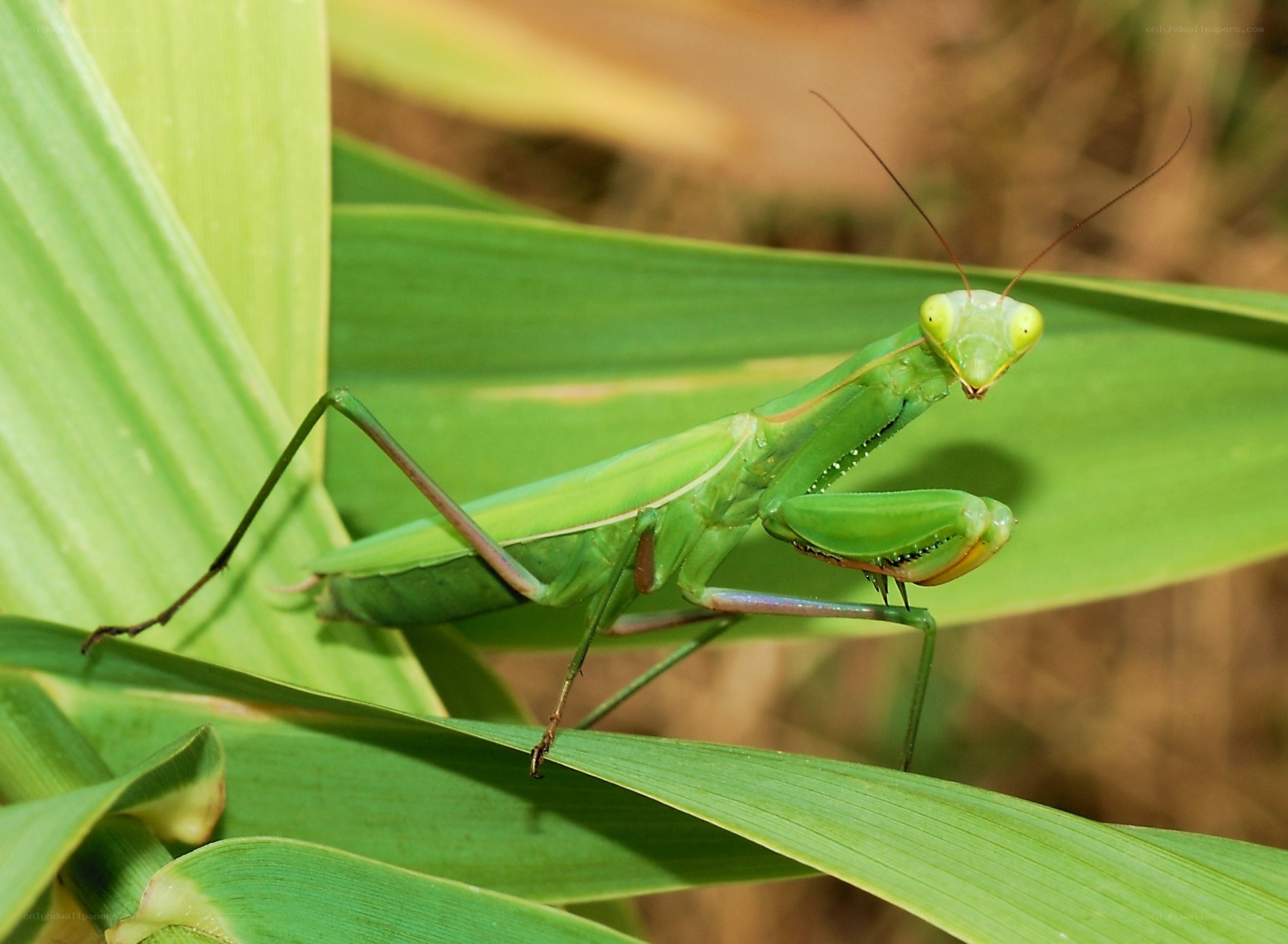 green praying mantis on leaf