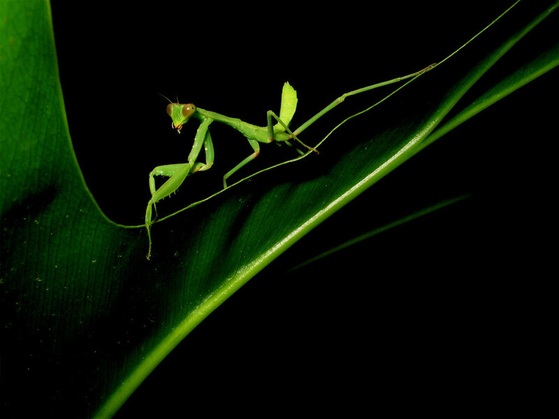 Green praying mantis on leaf