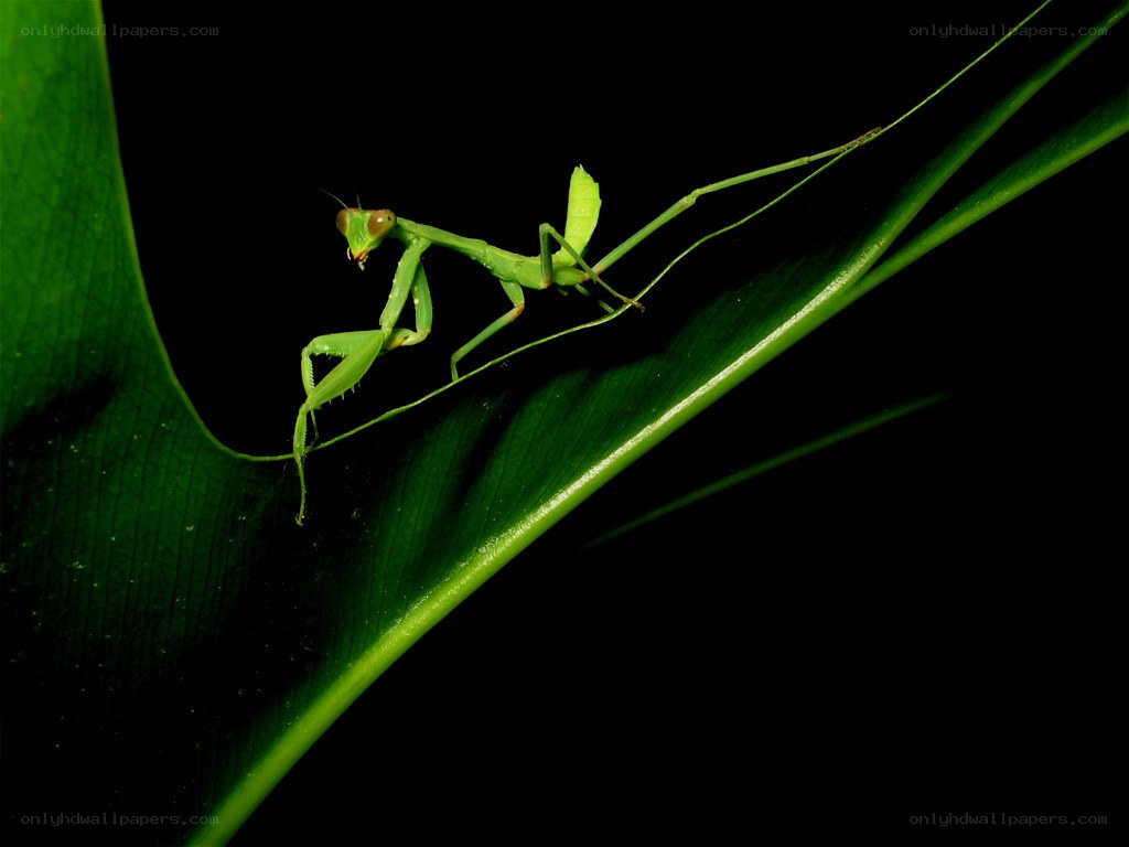 Green praying mantis on leaf