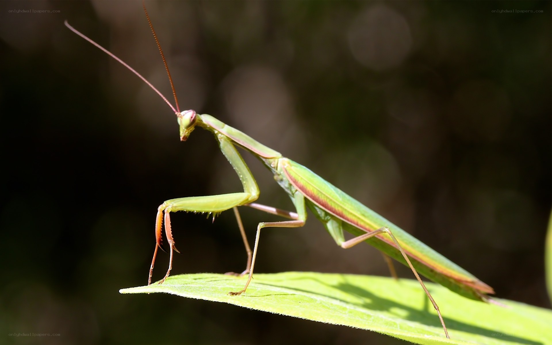 Green praying mantis on leaf