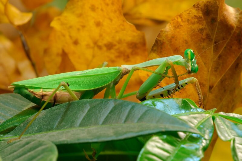 Green praying mantis on leaves