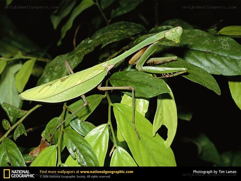 Green praying mantis on leaves