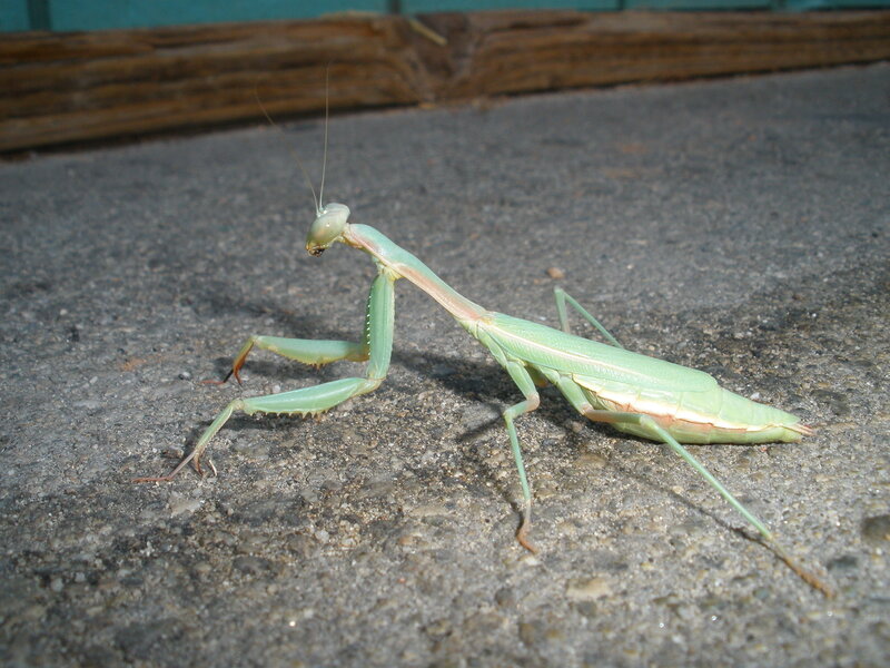 green praying mantis on pavement