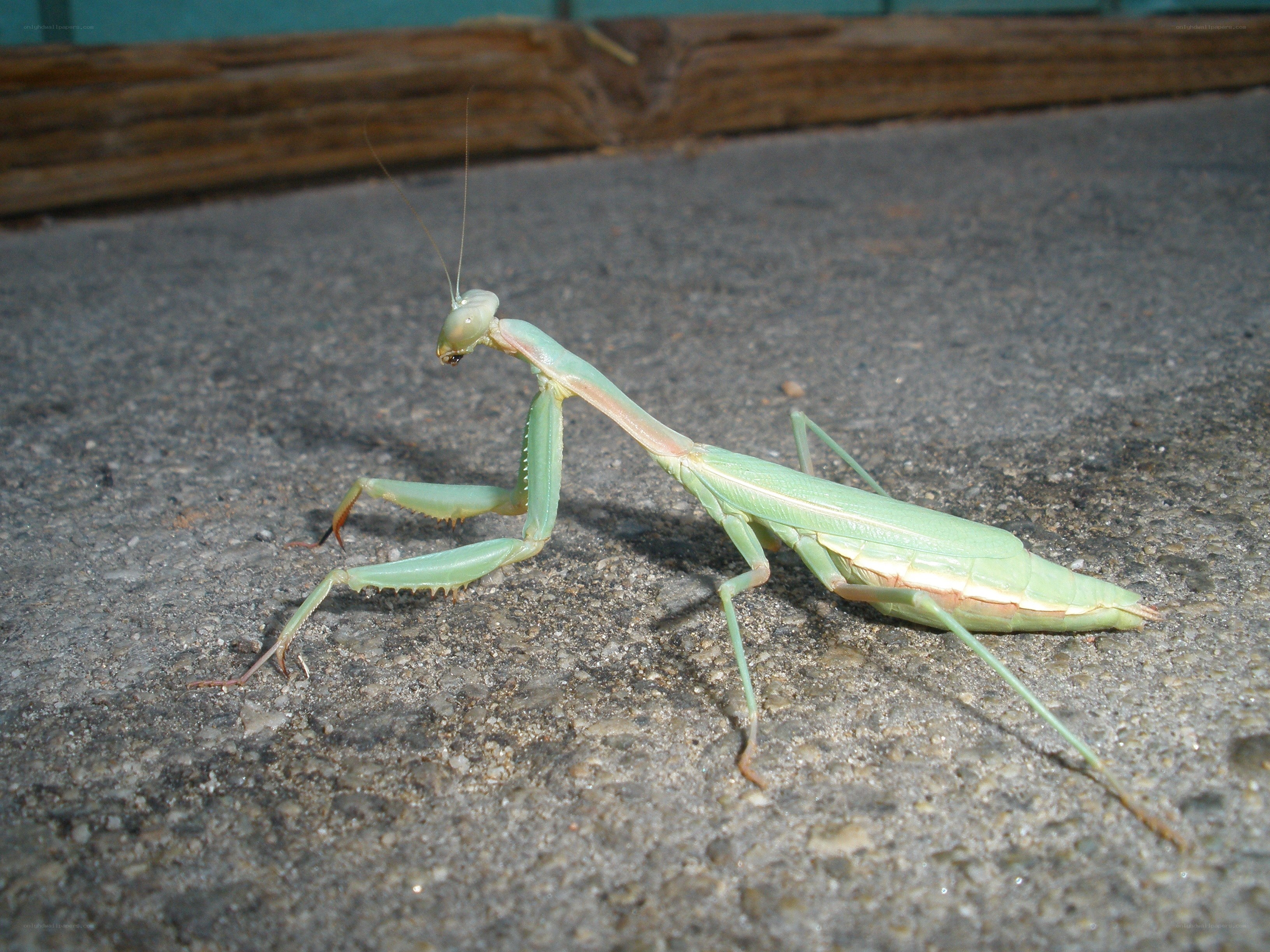 green praying mantis on pavement