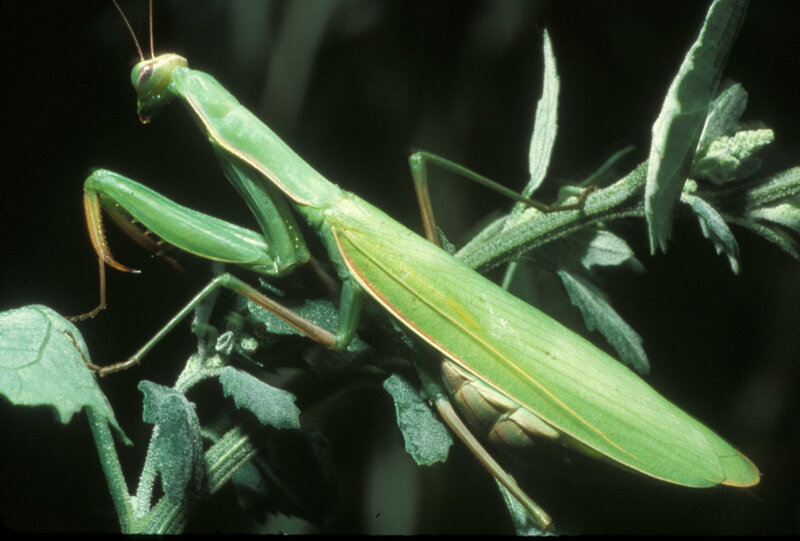 Green praying mantis on plant