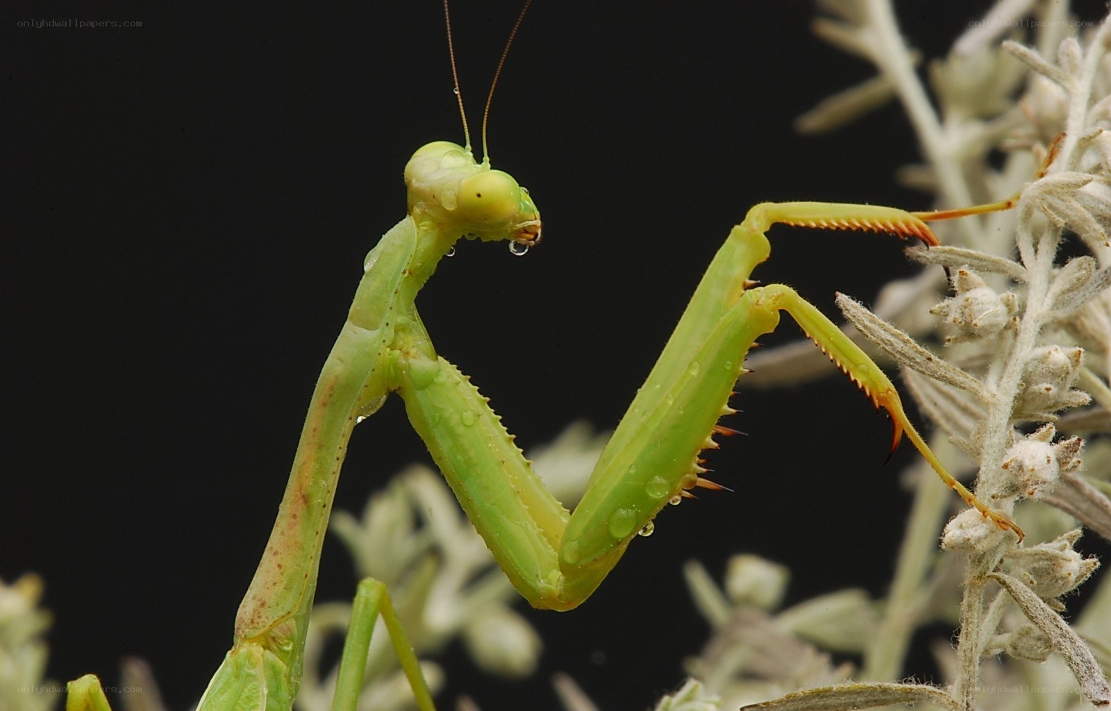 Green praying mantis on plant