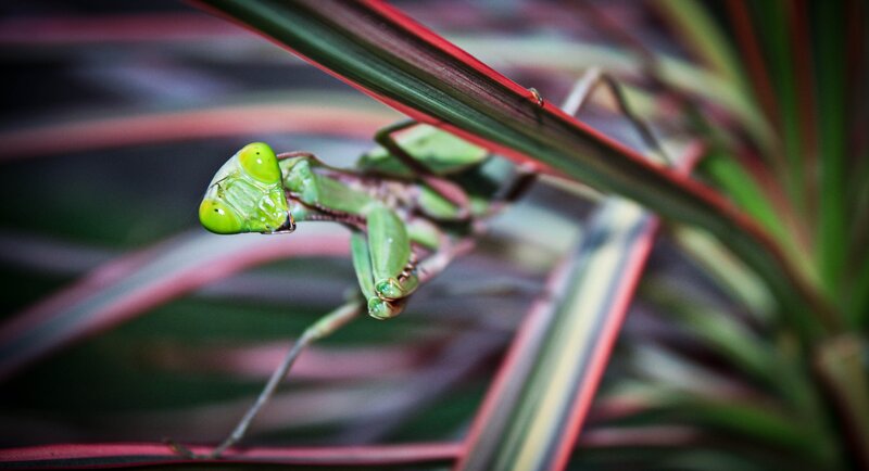 green praying mantis on plant