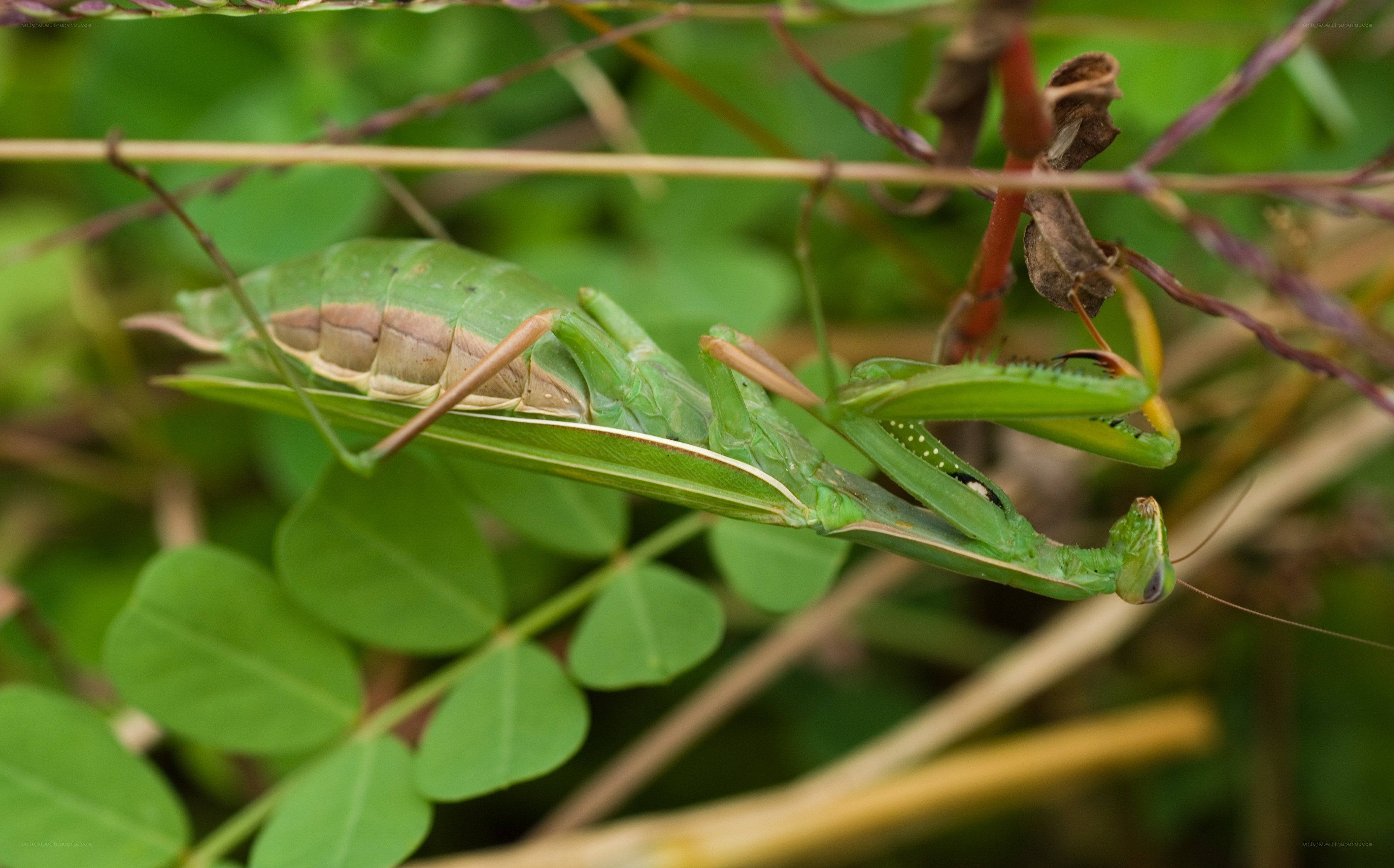 green praying mantis on plant