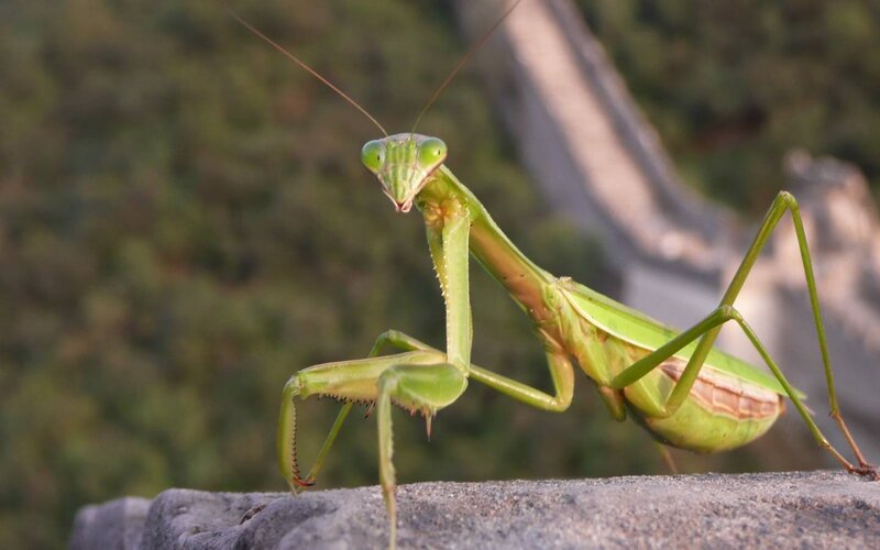 green praying mantis on stone