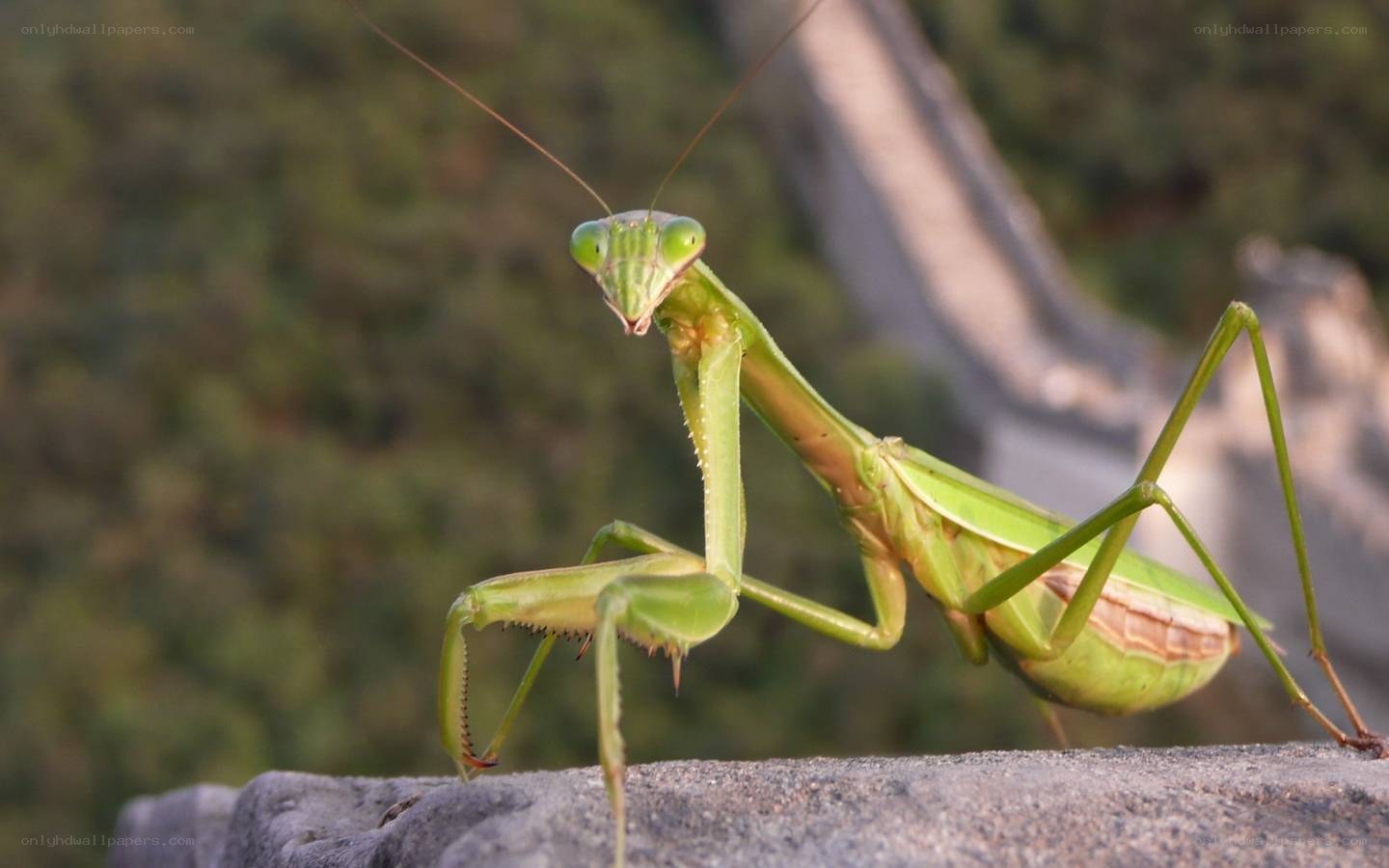 green praying mantis on stone