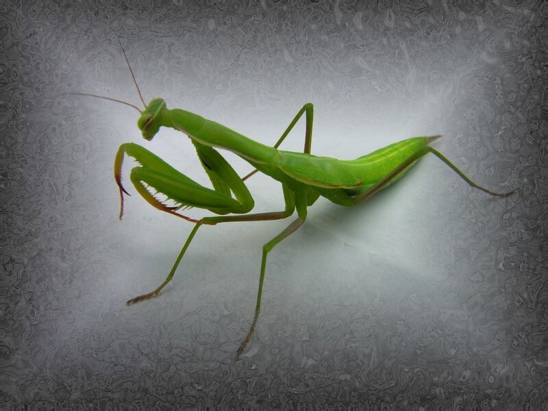 Green praying mantis on textured surface