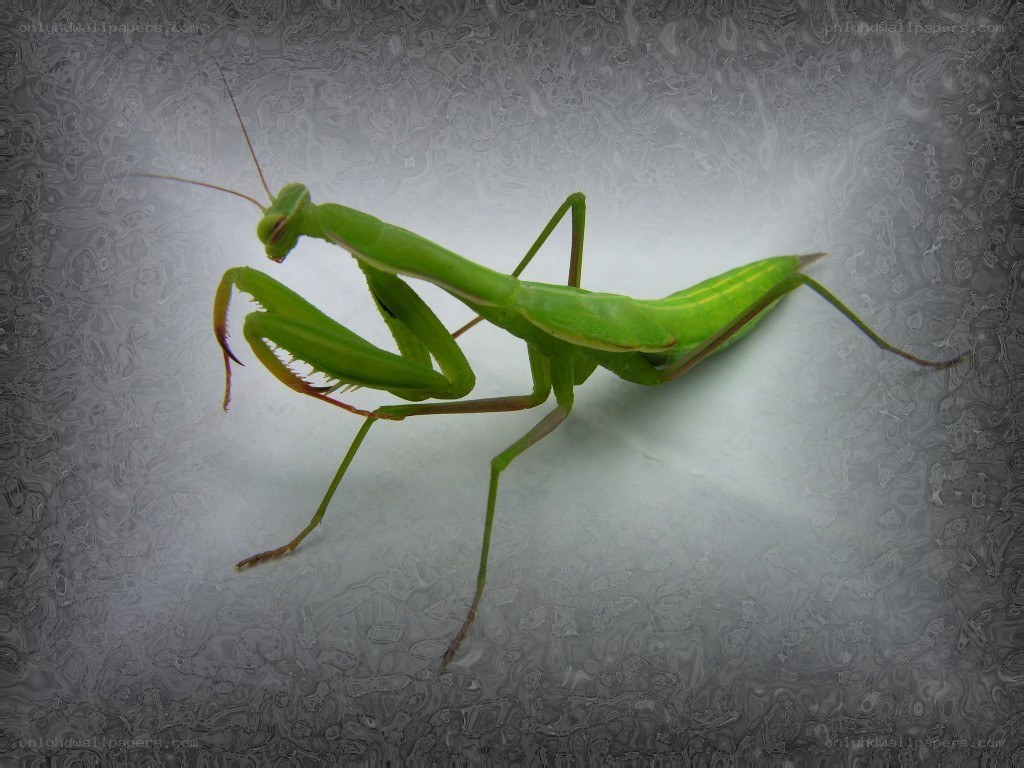 Green praying mantis on textured surface