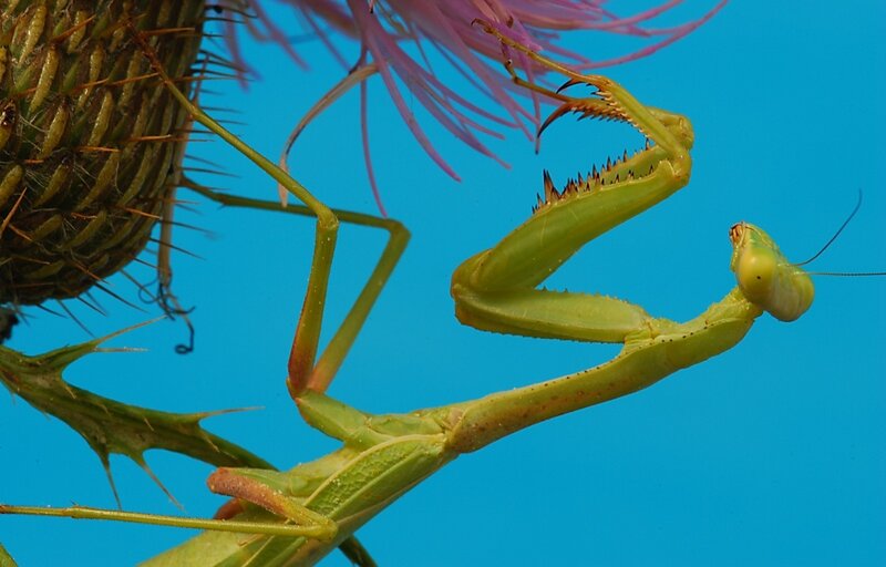 Green praying mantis on thistle