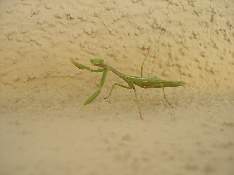Green praying mantis on wall