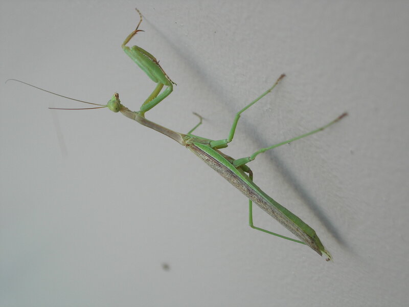 green praying mantis on wall