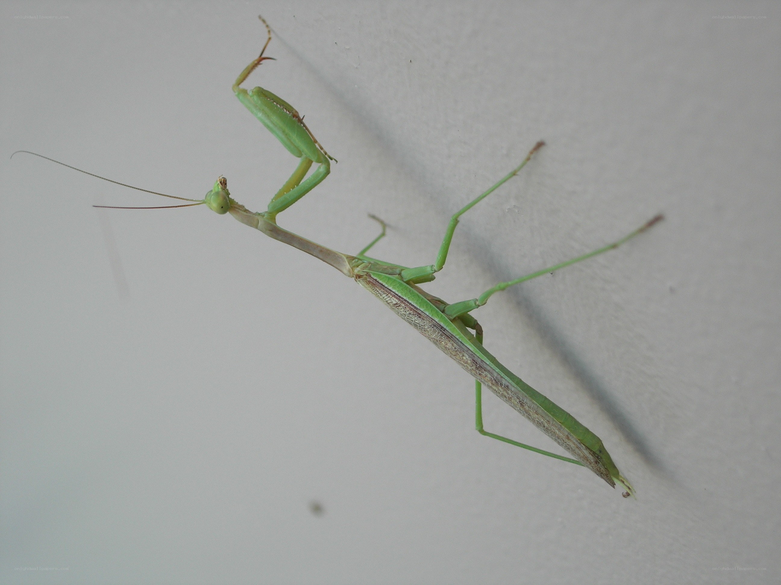 green praying mantis on wall