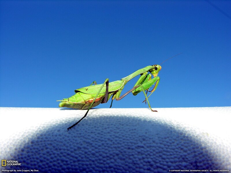 Green praying mantis on white surface