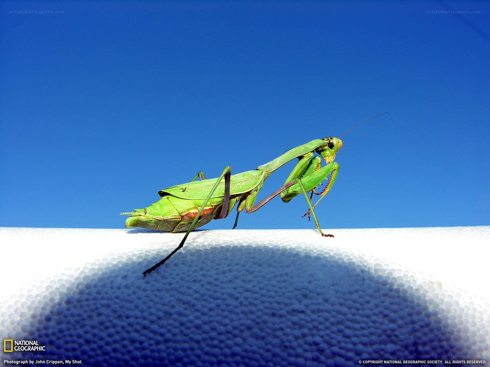 Green praying mantis on white surface