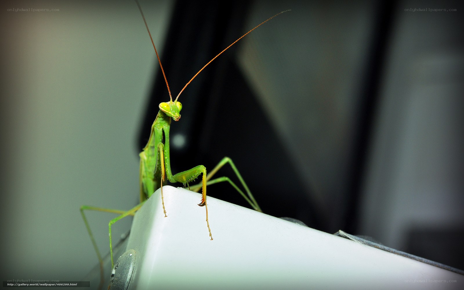 Green praying mantis on white surface