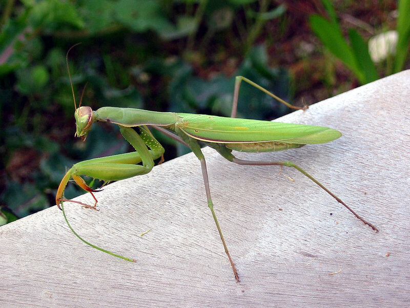 Green praying mantis on wood