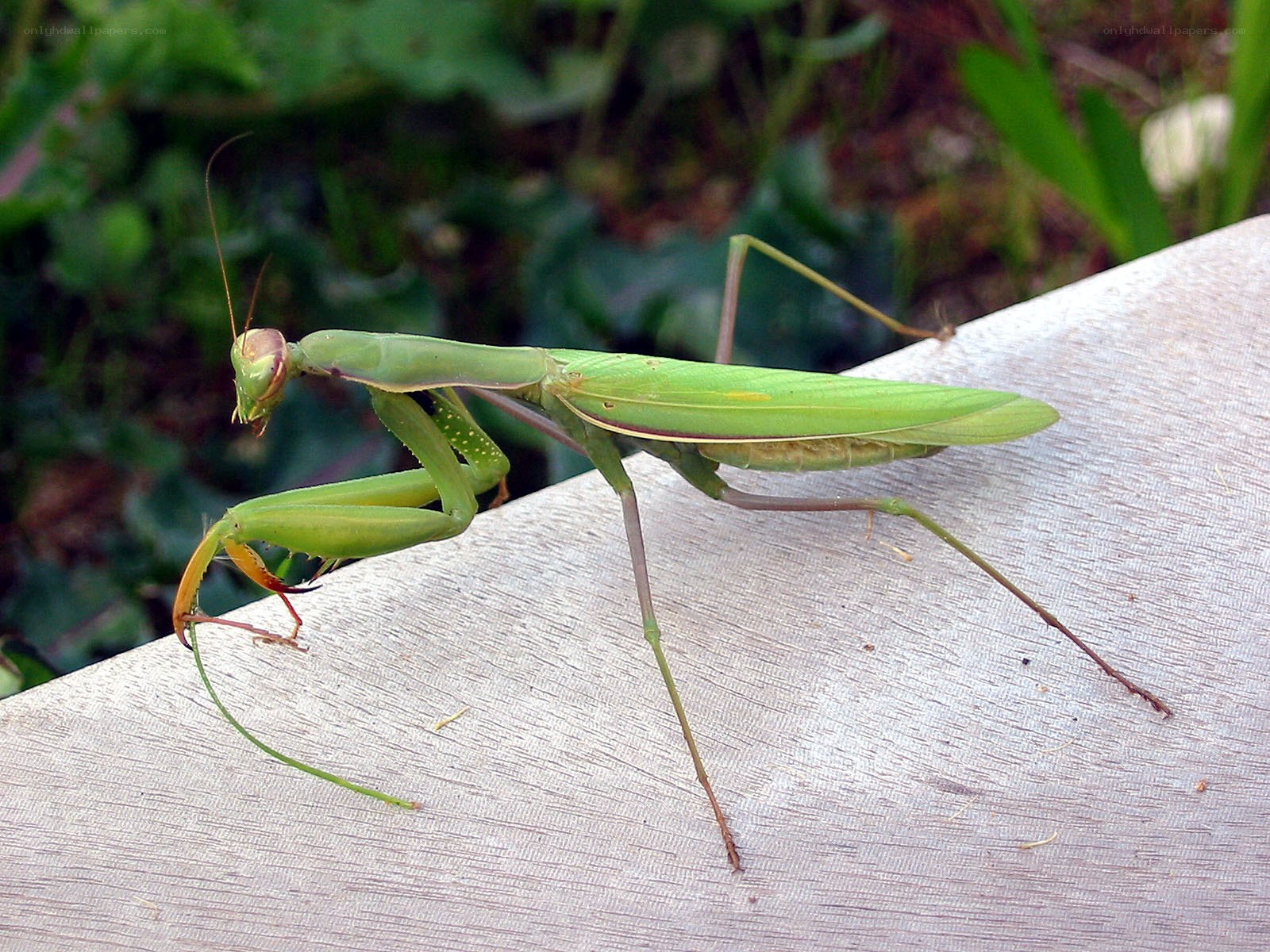 Green praying mantis on wood