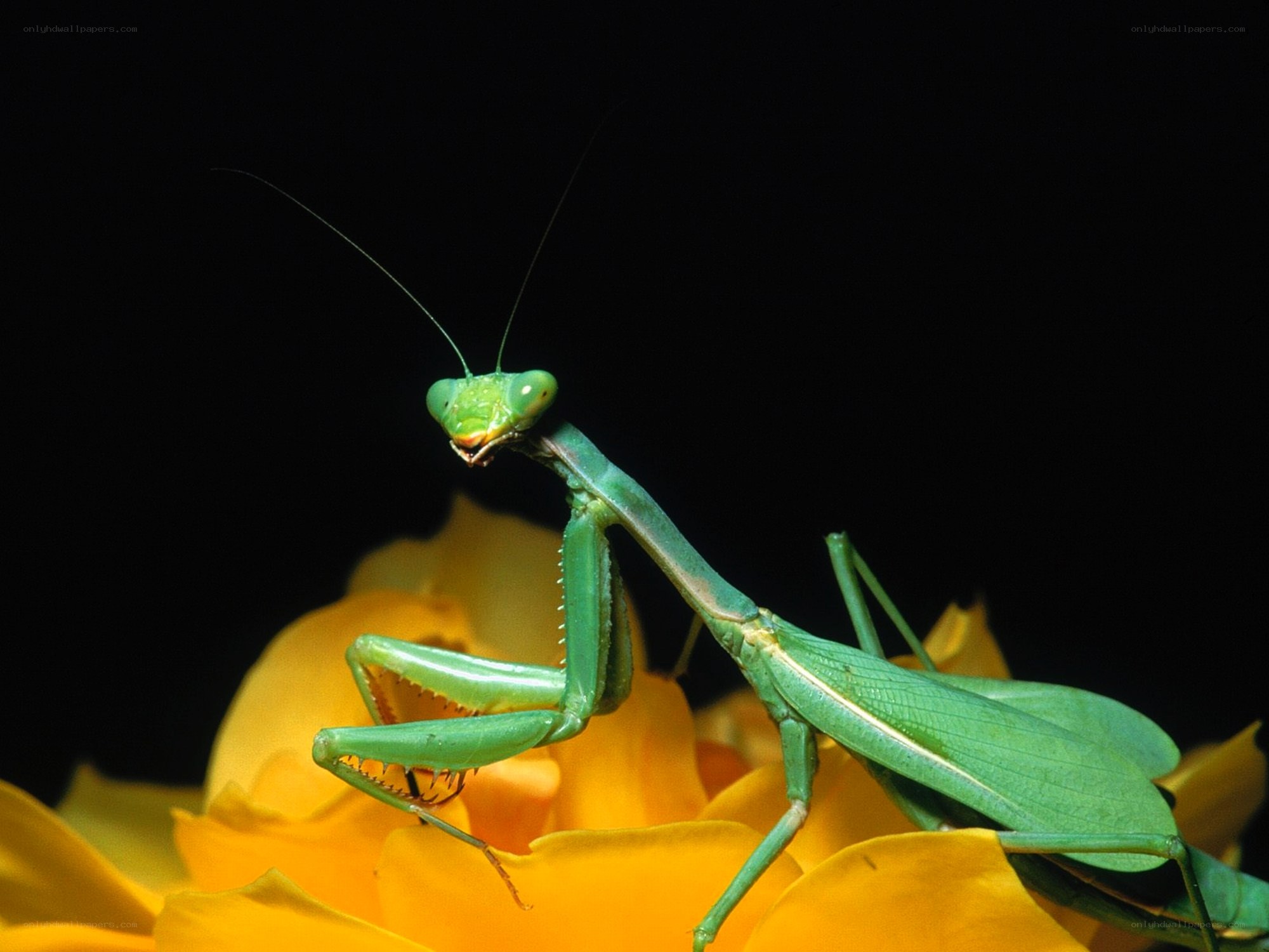 Green praying mantis on yellow flower