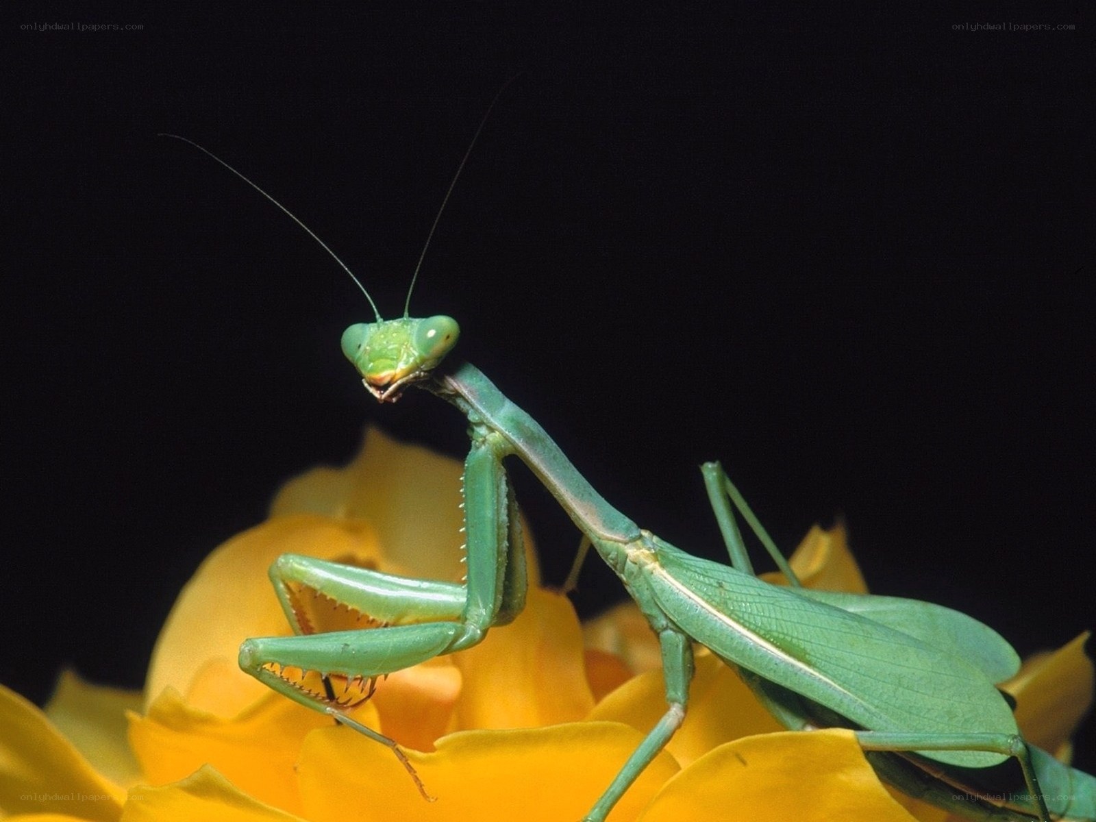 Green praying mantis on yellow flower