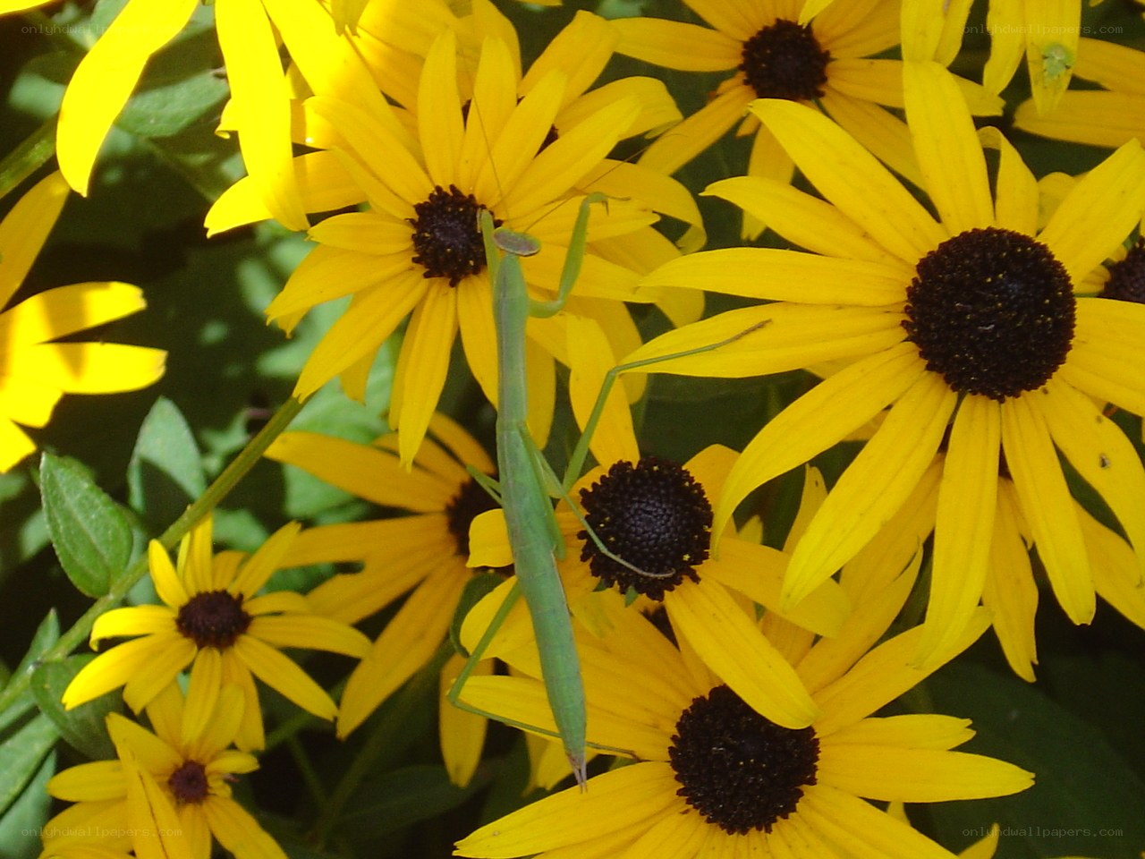 Green praying mantis on yellow flowers