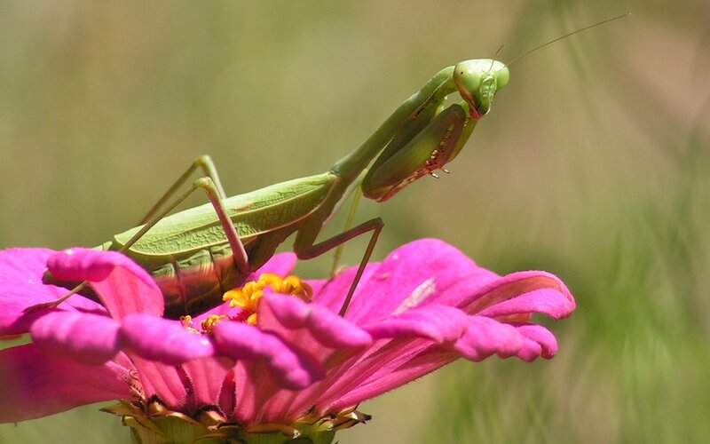 Green Praying Mantis — Pink