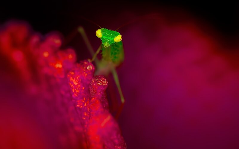 Green Praying Mantis — Red