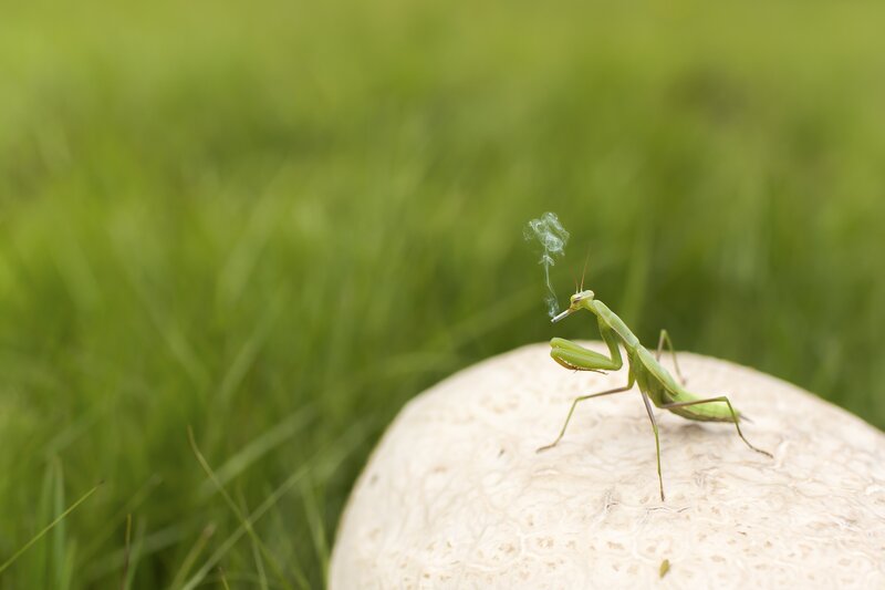 Green Praying Mantis — Serene, Photograph