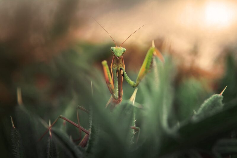 Green Praying Mantis — Serene, Sunset
