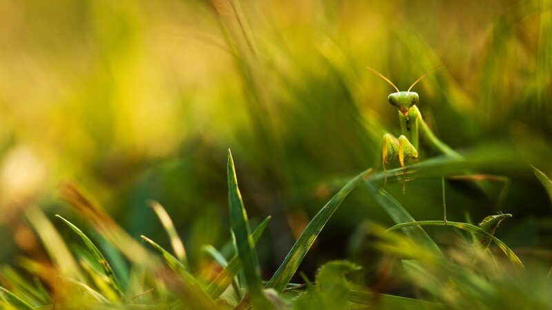Green Praying Mantis — Serene