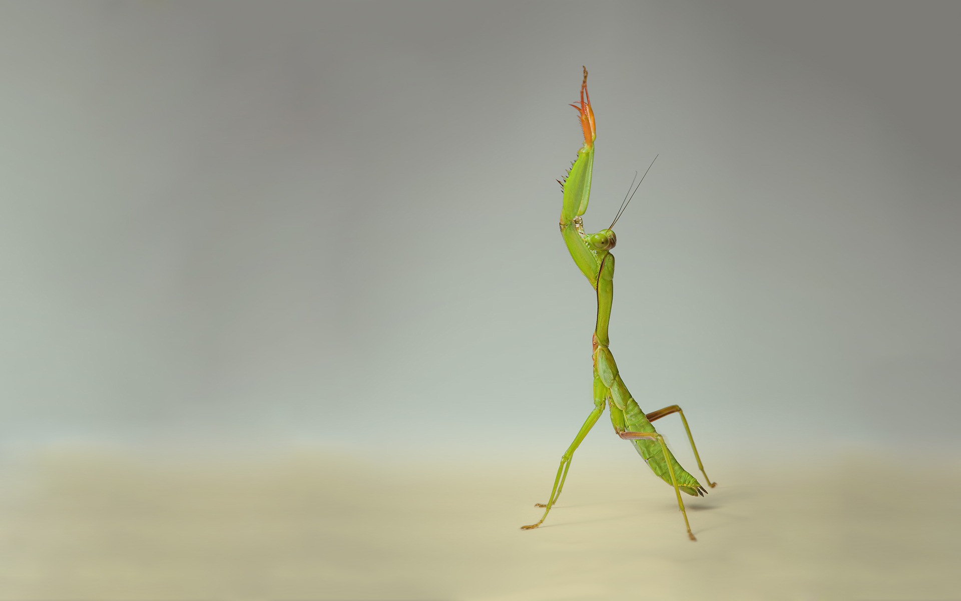 Green praying mantis standing
