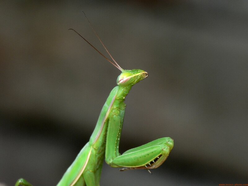 green praying mantis
