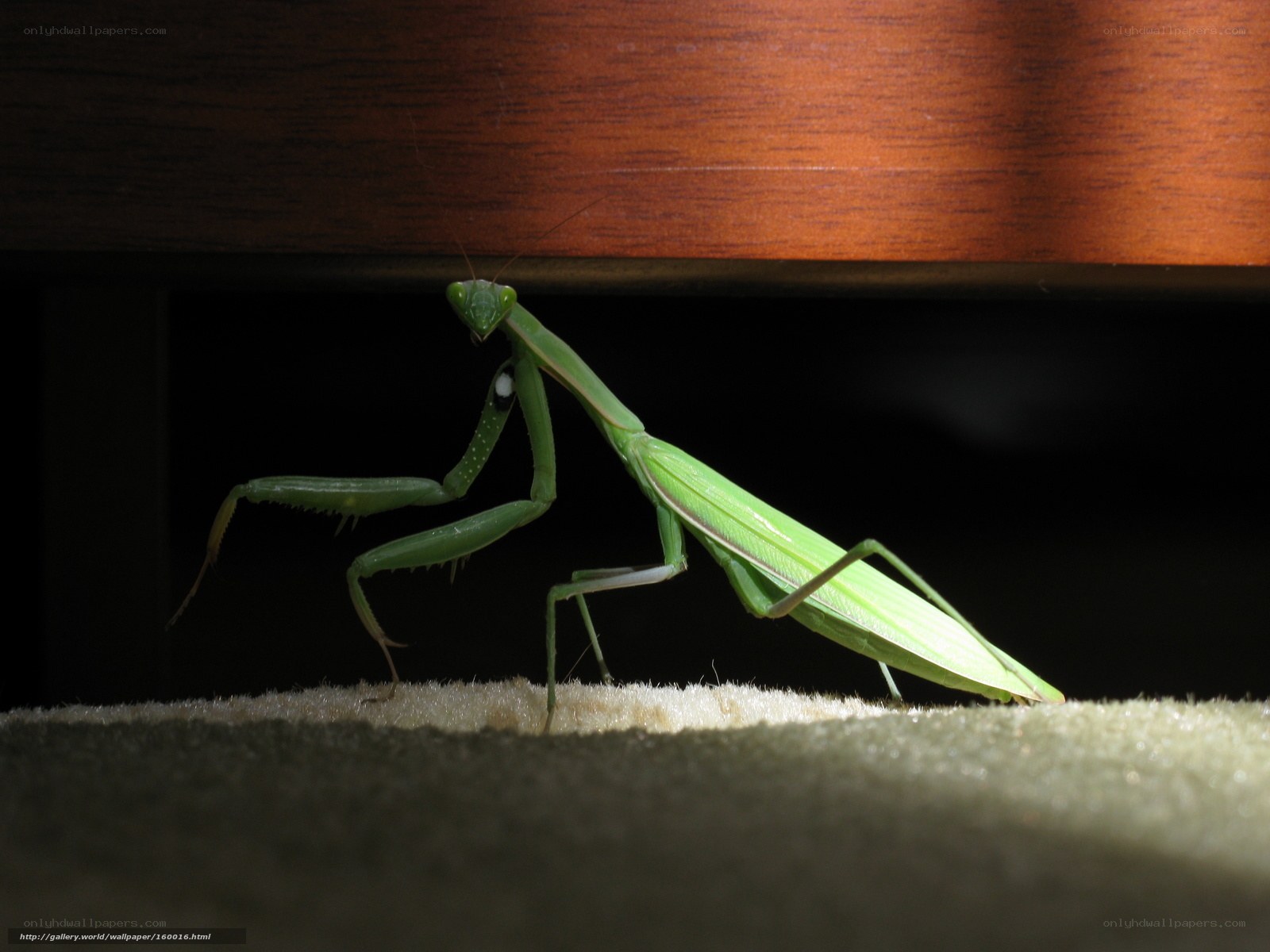 Green praying mantis under furniture