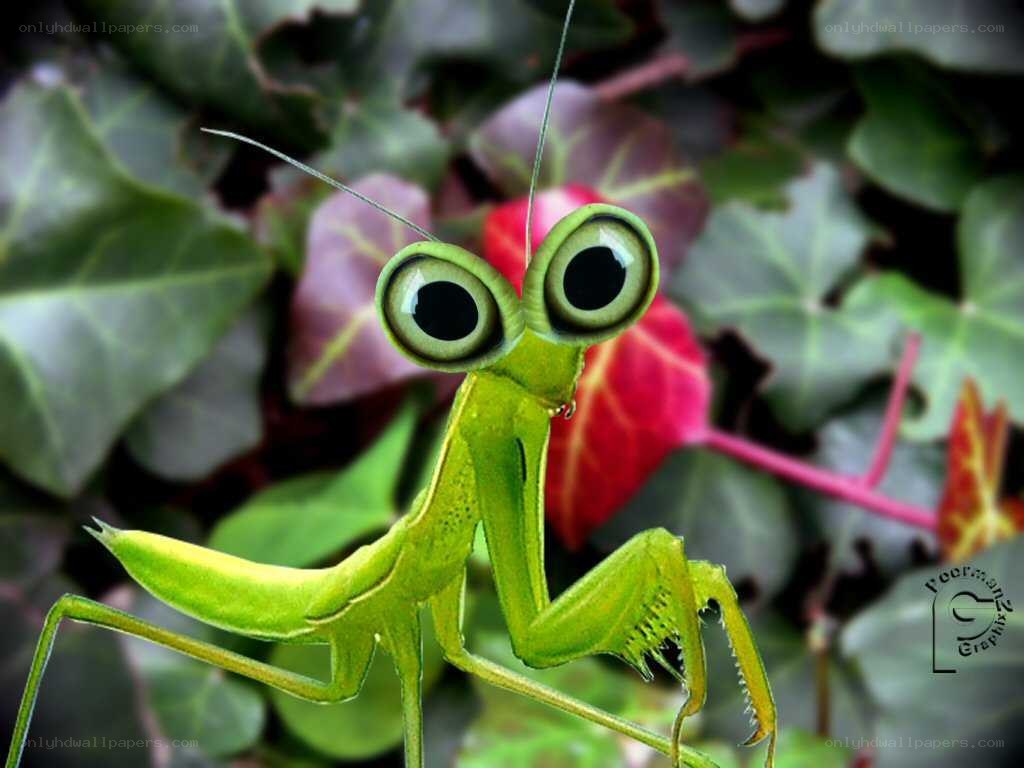 green praying mantis with big eyes