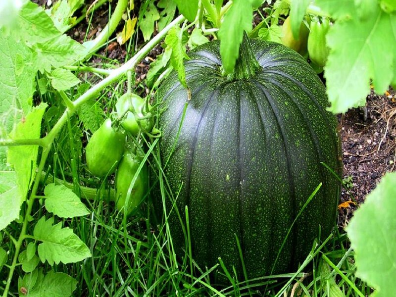 Green Pumpkin in Garden